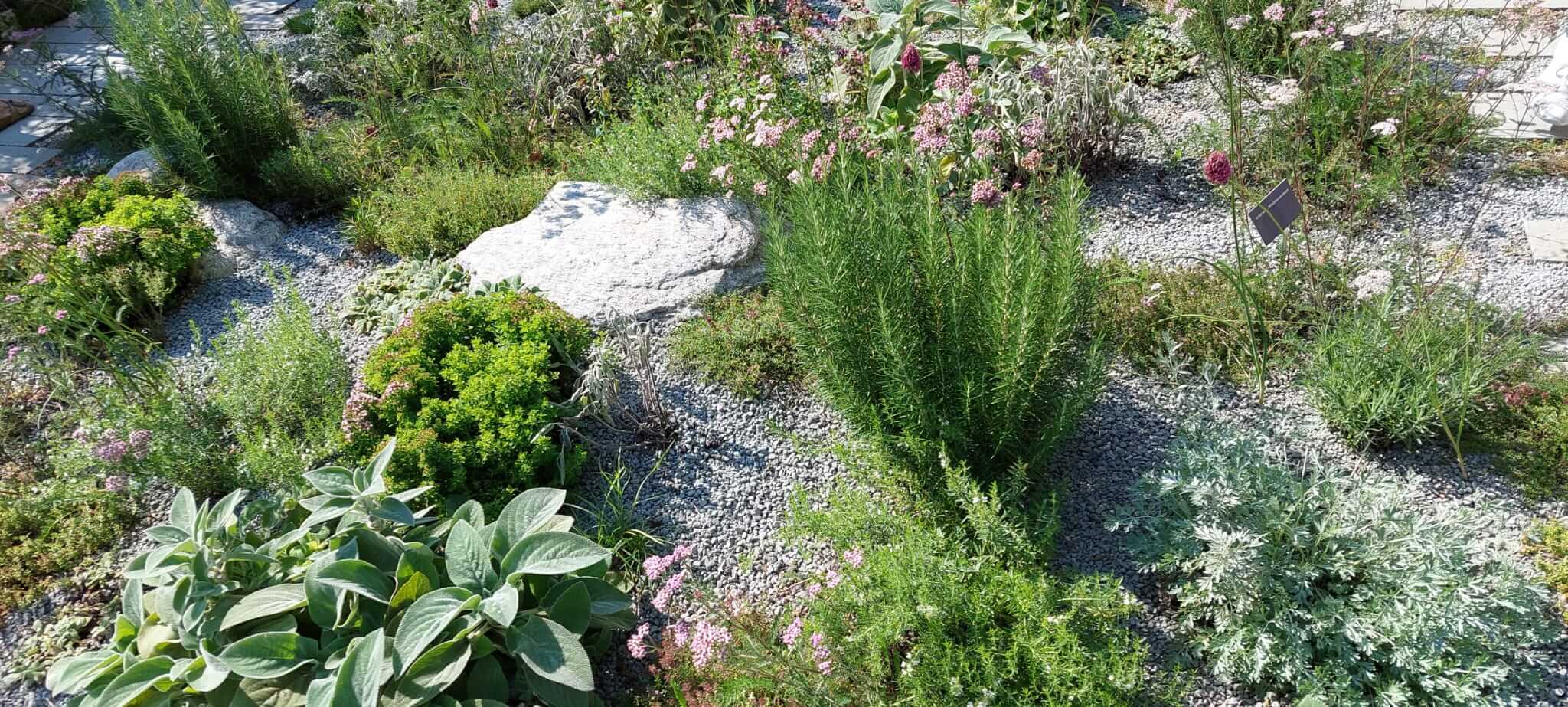 verschiedene Blumen auf trockenem Boden